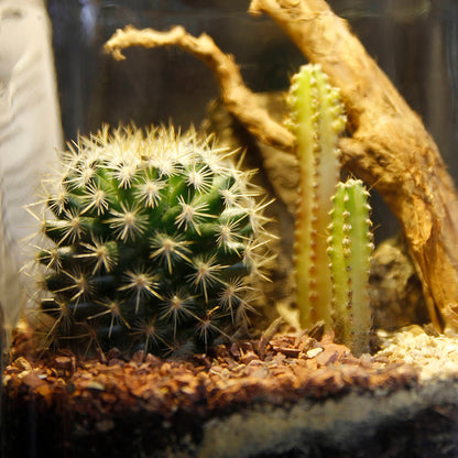 Desierto L - Tapa 3D