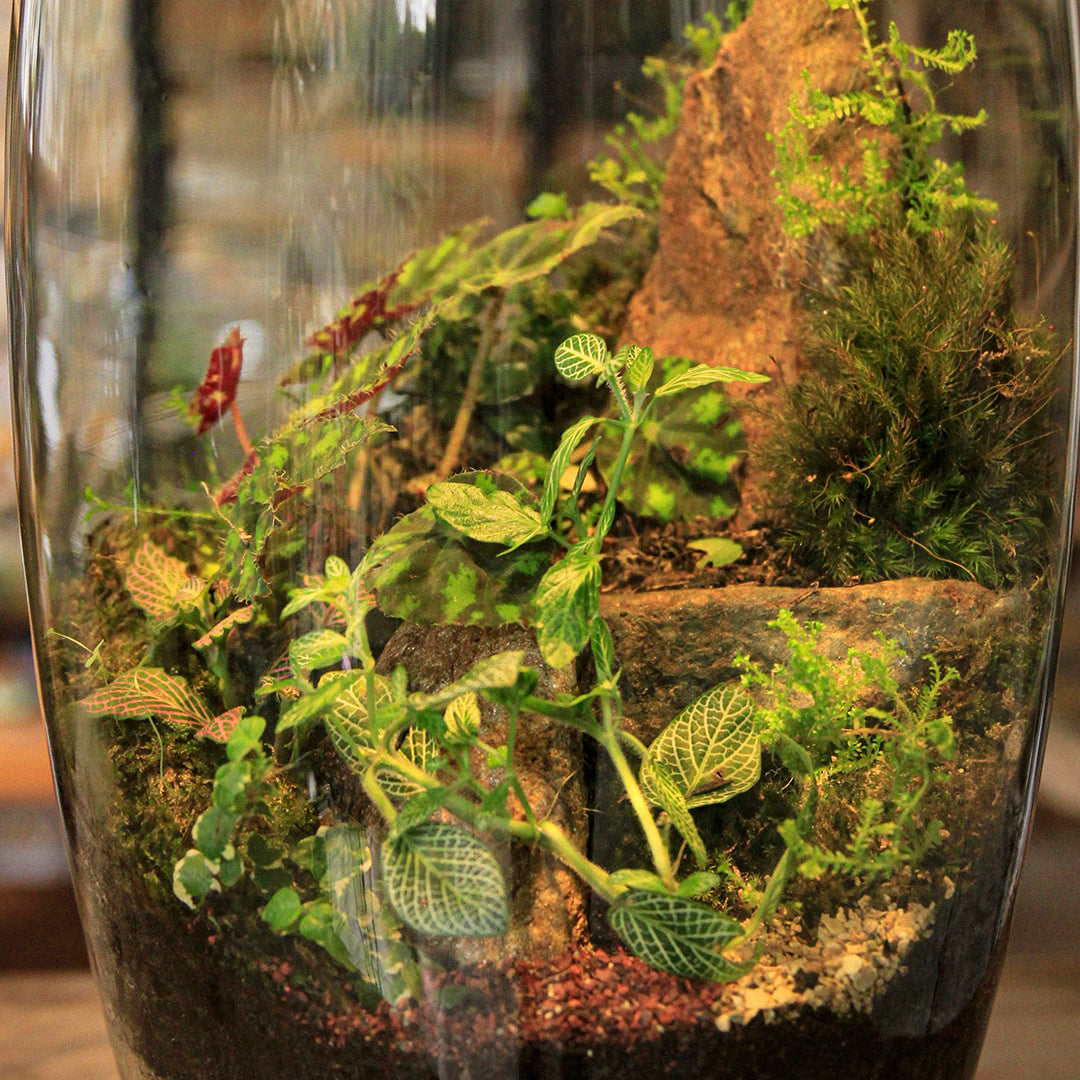 Bosque XXXL - Tapa 3D